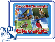 CARDELLINO GERMOGLIO NLB ELEVAGE