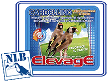 elevage cardellino riproduzione e canto nlb NLB