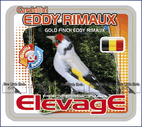 elevage harmony  CARDELLINI EDDY RIMAUX Gold Finch Eddy Rimaux nlb NLB