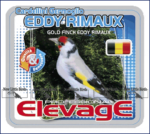 elevage harmony  CARDELLINI GERMOGLIO EDDY RIMAUX Gold Finch Eddy Rimaux nlb NLB