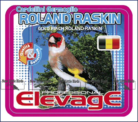 elevage harmony  CARDELLINI GERMOGLIO ROLAND RASKIN Gold Finch Eddy Rimaux   15kg - 5 kg nlb NLB