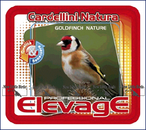 elevage harmony cardellini natura coldfinch natura NLB nlb