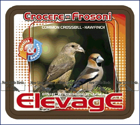 elevage harmony CROCERE - FROSONI Common Crossbill - Hawfinch nlb NLB