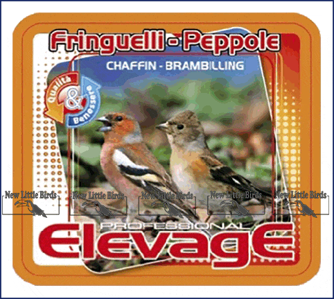 elevage harmony fringuelli peppole chaffin brambilling NLB nlb