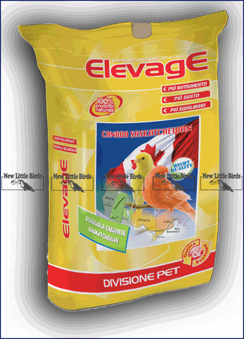 elevage harmony scagliola canadese saska saskatchewan NLB nlb