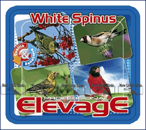 elevage harmony white spinus NLB nlb