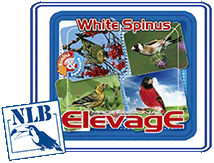 elevage white spinus nlb